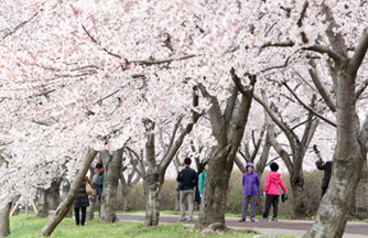 낙동강 30리 벚꽃축제 이미지