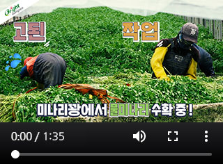 영상소식 미리 보기 이미지 - 고된 작업 미나리꽝에서 물미나리 수확 중!