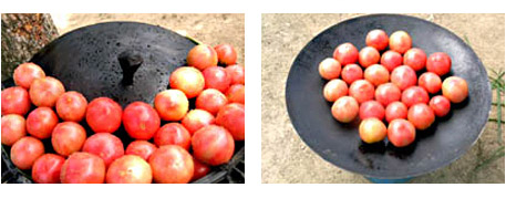 pot cover tomato