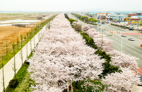 낙동강제방 벚꽃길 사진