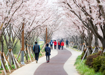 낙동강 30리 벚꽃축제  사진